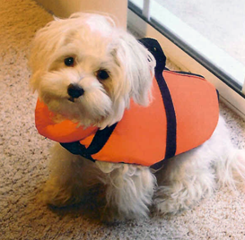 Here’s Harley as a puppy. He wasn’t crazy about having to wear the life jacket on the boat!